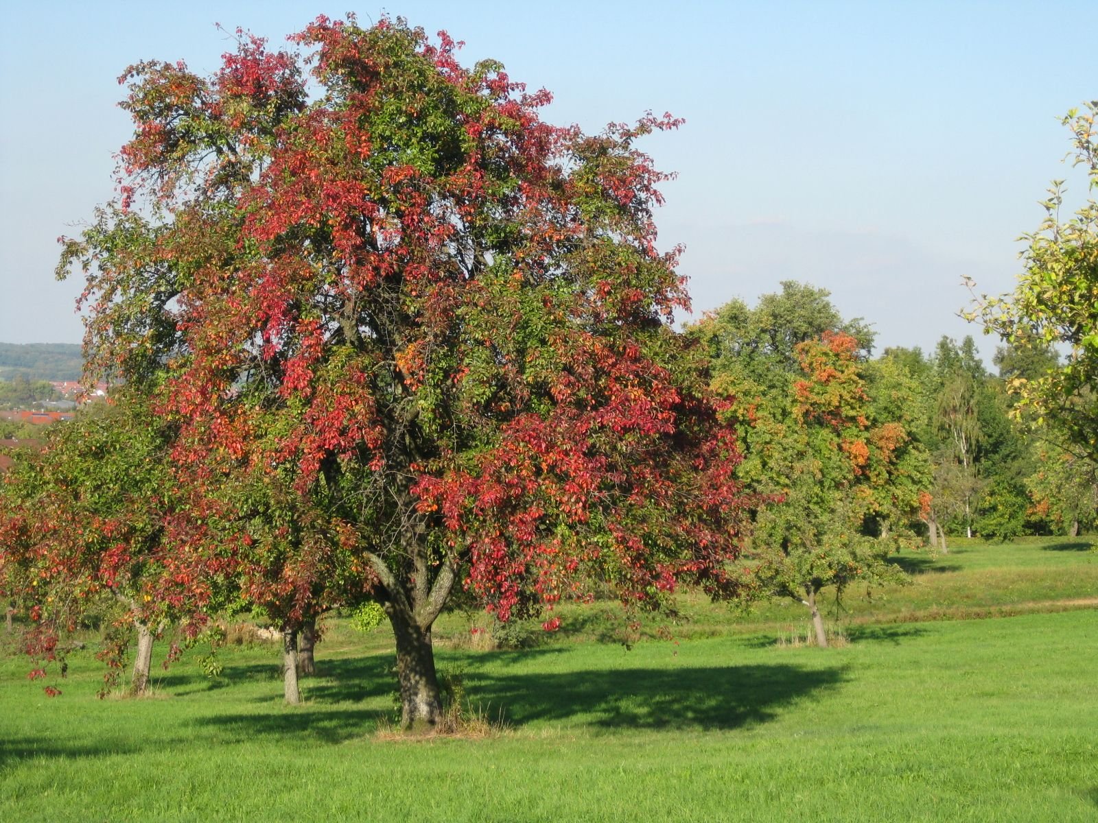 Birnbaum Hochstamm im Herbst