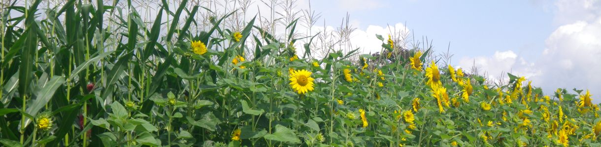 Sonnenblumen als Randstreifen an Maisfeld; Susanne Mezger/LEL