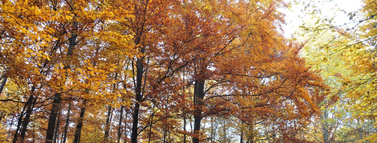 Laubwald mit orange und gelb gefärbtem Herbstlaub,Bild: Elke Leitner/Flächenagentur BWZukunft.Land