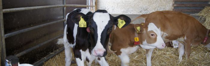 Kälber im Stall, Betrieb Beck Weikersheim; Bild Susanne Mezger LEL