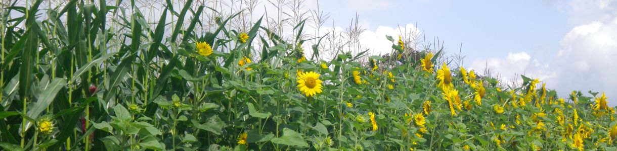 Sonnenblumen als Randstreifen an Maisfeld; Bild Susanne Mezger LEL