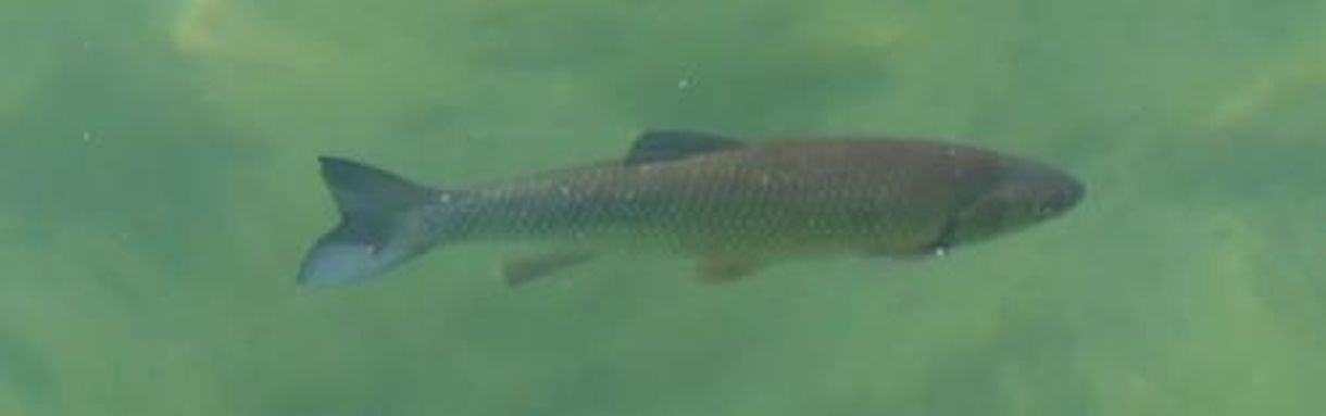 Fisch im See, Ort Unteruhldingen; Bild Richard Müller