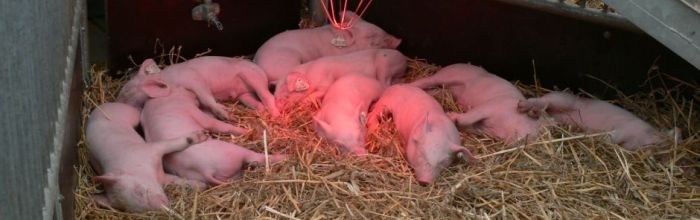 Schweine auf Stroh, Landwirtschaftliches Hauptfest; Bild LSZ Boxberg