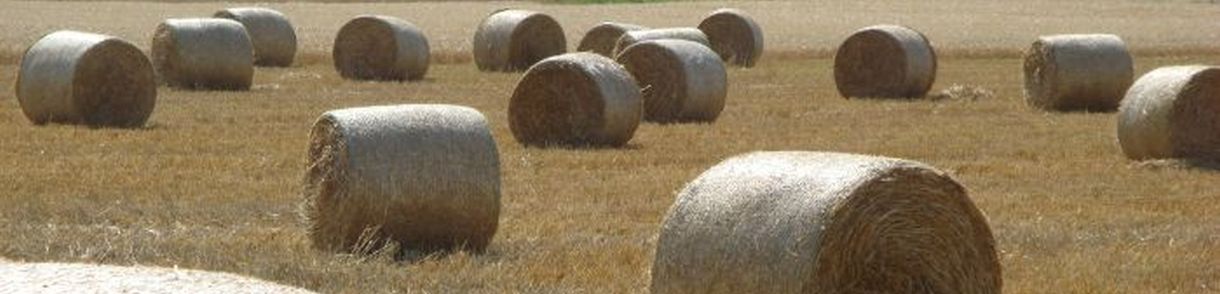 Strohballen auf dem Feld bei Bönnigheim; Bild Cornelia Kästle