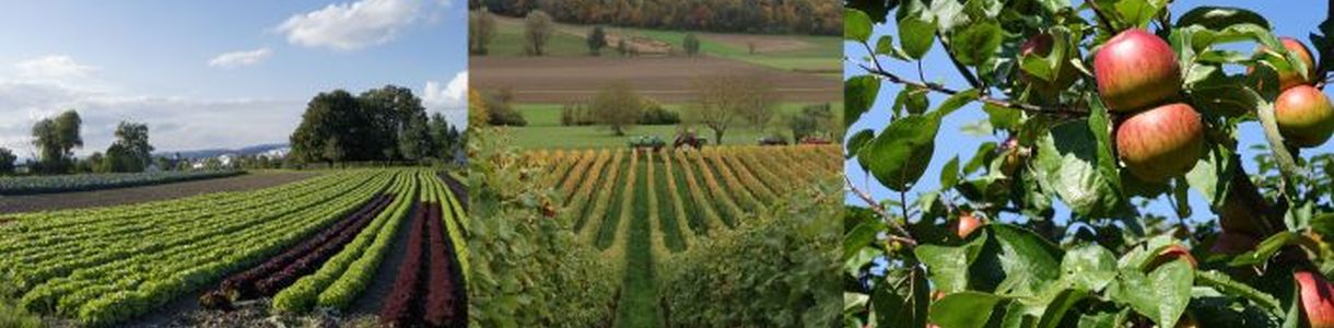 Salatfeld Insel Reichenau; Äpfel in Streuobstanlage; Weinlese; Kirschen; Bilder von links nach rechts: Susanne Mezger, Renate Heckele, Susanne Mezger