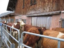 Laufhof, Bild:Andreas Sellmaier/LEL