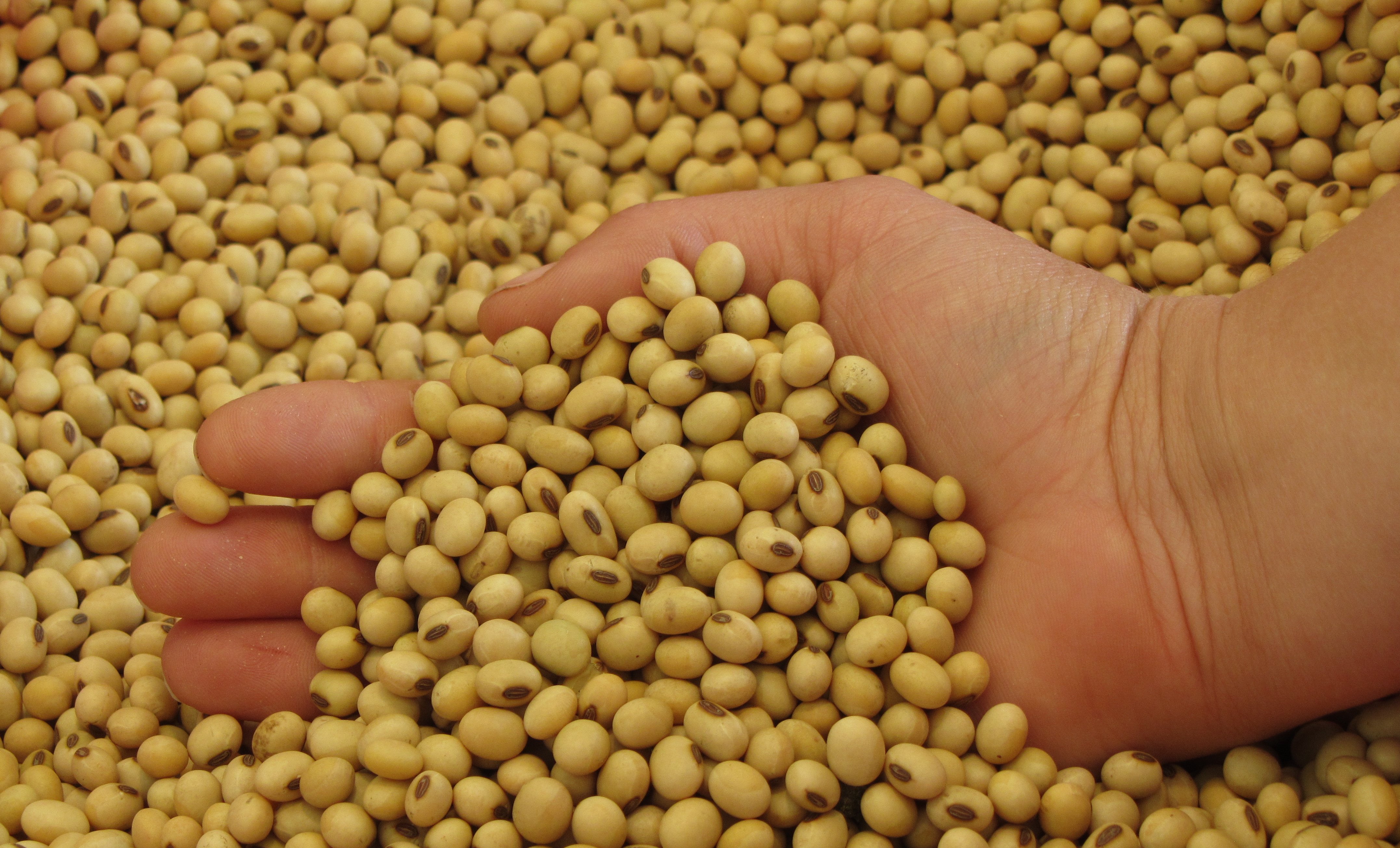Sojabohnen