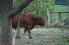 Bulle Deutsch Angus; Bild Jasmin Kalcher, LEL