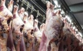 amtliche Preisfestellung Schlachtvieh