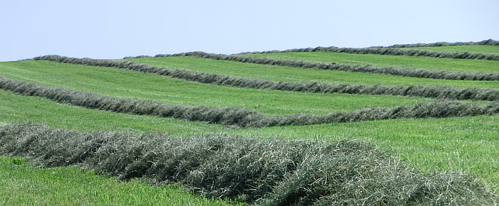 Bild: Grünland, Heuschwaden - Gudrun Schröder/LEL