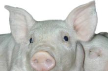 Projekt Pig Comfort; Bild LSZ Boxberg