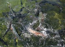 Fischzucht