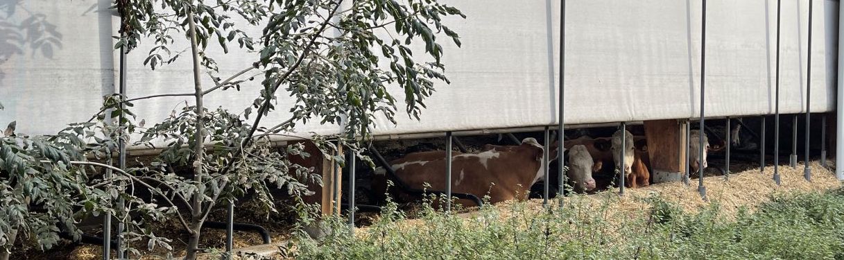 Curtains am Rinderstall