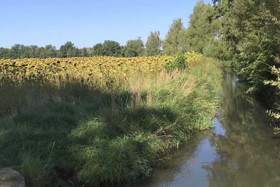  Wasserschutz Sonnenblumen