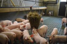 Scheine im Stall, Projekt Kupierverzicht; Bild LSZ Boxberg