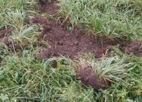 Schwarzwildschaden; Bild LAZBW Wildforschungsstelle