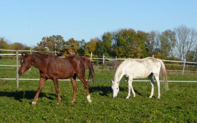 Pferde auf der Weide
