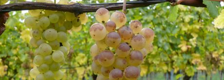 Reifer Gutedel Trauben; Bild Gottfried Bleyer WBI