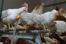 Hühner auf Sitzstange; Bild Matthias Schuhbeck LEL