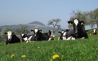 Symbolbild Rinderreport - Kühe auf Weide