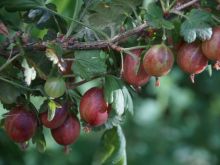 Stachelbeerfrüchte hängen am Strauch; Bild Martina Burkhard