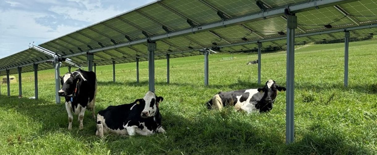Kühe unter Agri-PV