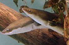 Streber; Bild LAZBW Aulendorf