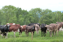 Kühe auf der Weide; Bild Matthias Schuhbeck LEL