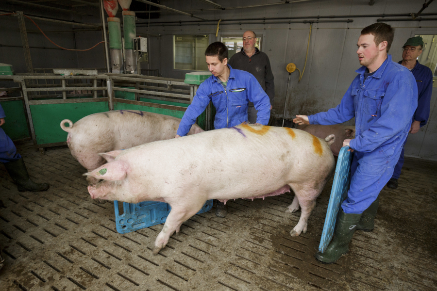 Schweine treiben Ausbildung LSZ, Bild: Potente MLR.