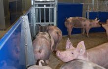 Schweine im Prüfstall; Bild LSZ Boxberg