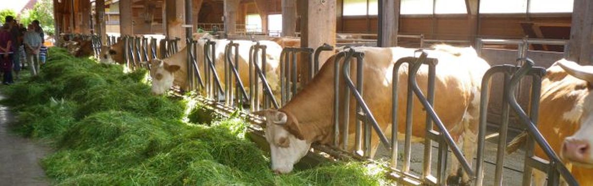 Fleckviehkühe auf dem Demeterbetrieb Talhof_S.Mezger