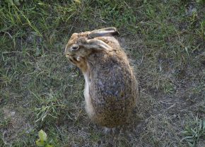 Sitzender Feldhase; Bild Maximilian Mezger