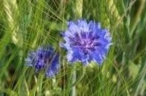 Ackerbau; Bild Rebecca Schaufelberger LTZ