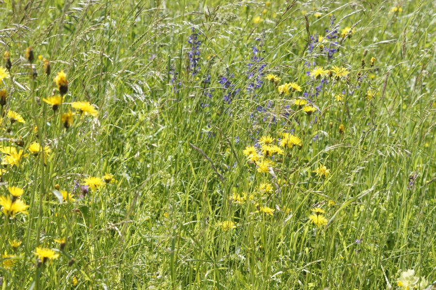 Wiese mit Wiesenpippau und Wiesensalbei; Bild Susanne Mezger LEL