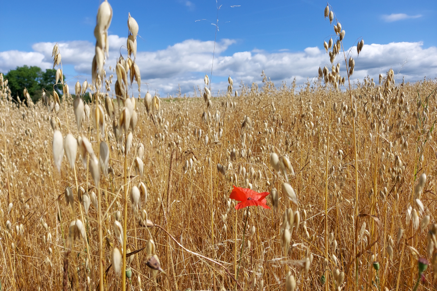 Eine Mohnblüte in einem reifem Haferfeld