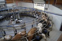 Melkkarussell; Bild Susanne Mezger LEL