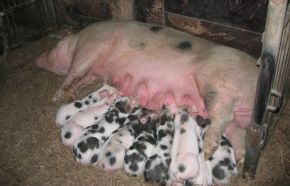 Bunte Bentheimer Sau mit Ferkeln; Bild C. Fabricius