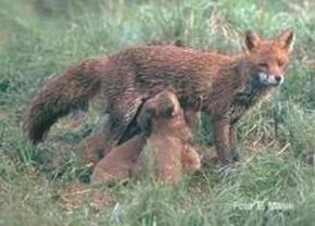 Rotfuchs; Bild E.Marek LAZBW Wildforschungsstelle