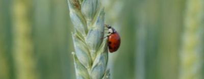 Marienkäfer an Weizenähre
