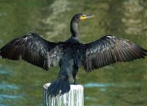 Kormoran
