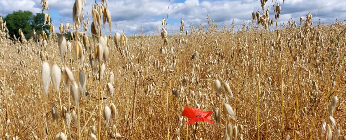 Mohn in Hafer