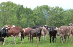 Kühe auf Weide; Bild Matthias Schuhbeck LEL