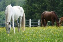 Zuchtstuten in Marbach; Bild Gerhard Faix LEL