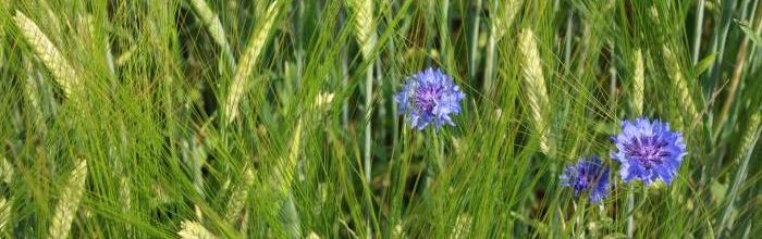 Getreide Feld. LTZ Augustenberg; Bild Heiner Hartwig