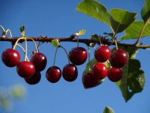 Sauerkirschen hängen am Zweig; Bild Martina Burkhardt LEL