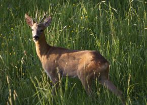 Rehbock; Bild Maximilian Mezger