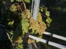 Traube unter Vogelschutznetz; Bild Susanne Mezger LEL