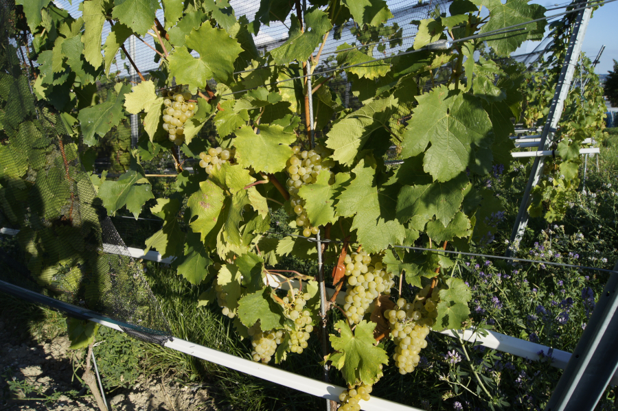 Weinrebe in Drahtanlage; Bild Susanne Mezger LEL