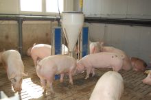 Schweine im Stall, Animal Welfare; Bild LSZ Boxberg