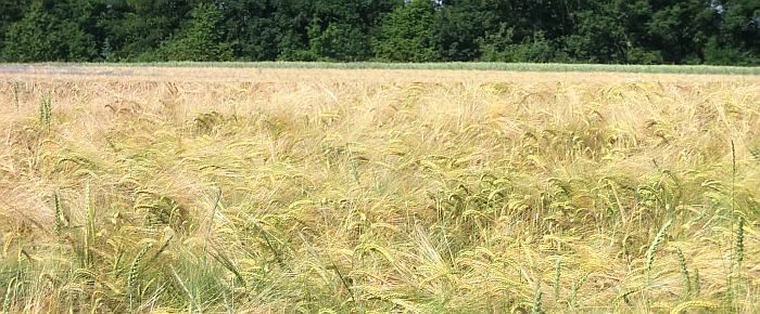 Feld mit Gerste - Gudrun Schröder/LEL